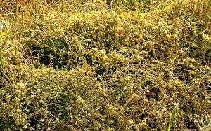 Брянский агрохолдинг посадили на карантин