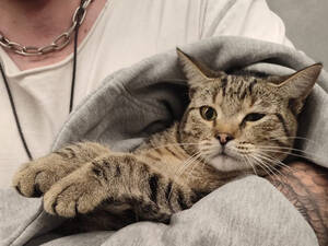 «Волочила лапы по асфальту»: в Брянске ищут хозяев найденной кошки