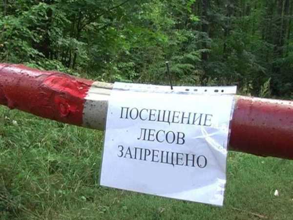 Брянцам запретили ходить в лес из-за аномальной жары