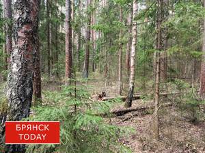 «Брянщина в огне»: в регионе потушили лесной пожар