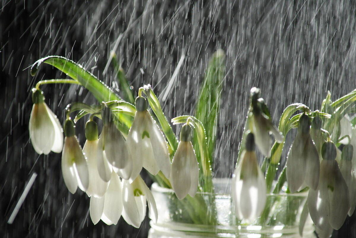 Весна дождь