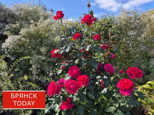 До +24 градусов и без осадков пообещали брянцам 12 сентября