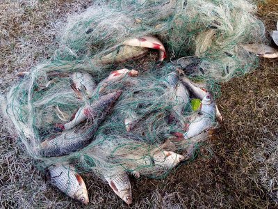 В Клинцах три браконьера за 16 рыб заплатят 90 тыс. рублей