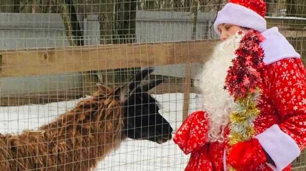 Дед Мороз поздравил обитателей брянского зоопарка