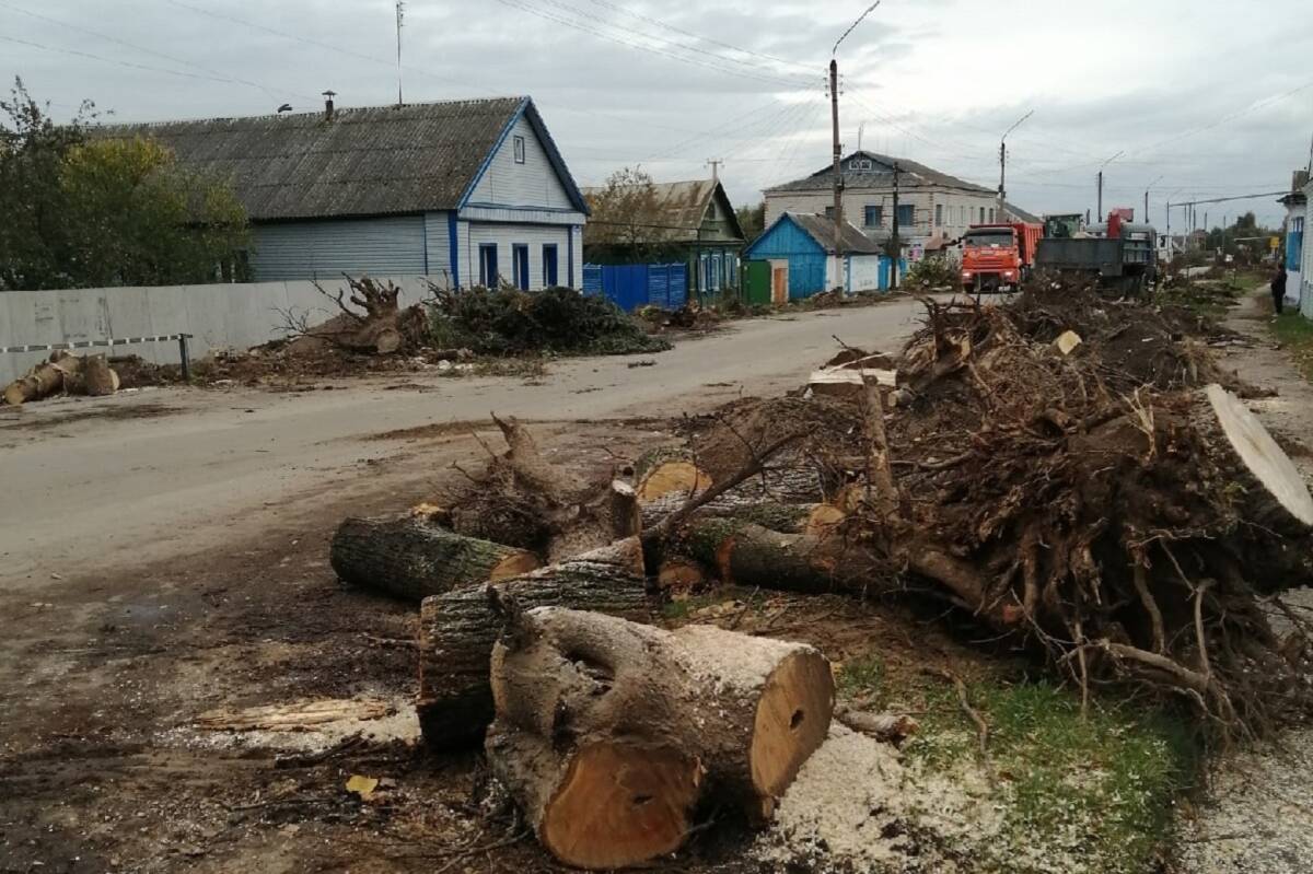 Жители поселка Климово сняли на фото уничтожение зеленой красоты