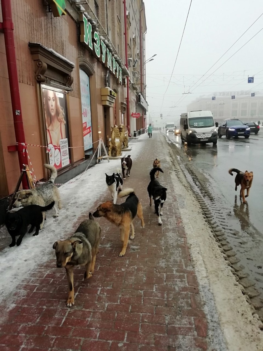 Собаки окружили администрацию Брянска