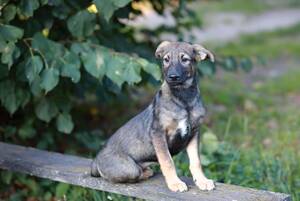 В Брянске отметят Международный день бездомных животных «Зоофестом»