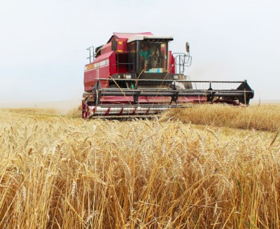 На Брянщине в этом году собрали рекордный урожай зерна