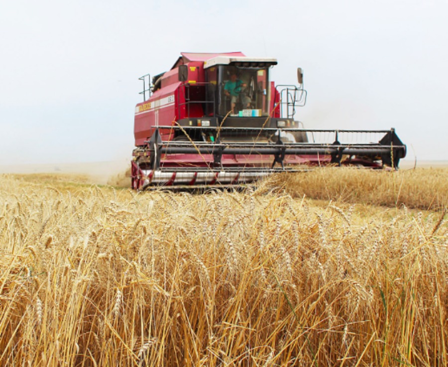 На Брянщине в этом году собрали рекордный урожай зерна