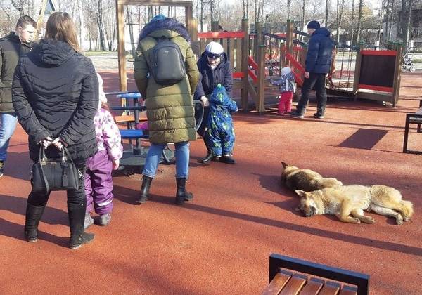 Жительницу Брянска возмутили бездомные собаки в Майском парке