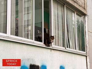 В Брянске началась бесплатная вакцинация домашних животных против бешенства