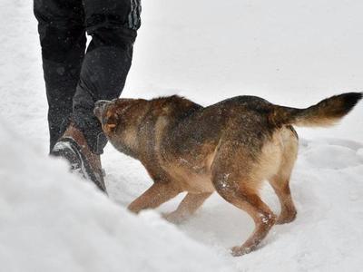 В Брянске бродячая собака напала на мужчину на улице Пушкина