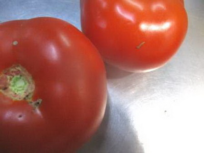В Брянске в турецких помидорах нашли южноамериканскую моль