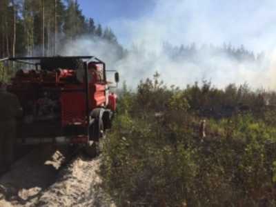 Под Брянском 11 человек четыре часа тушили лесной пожар