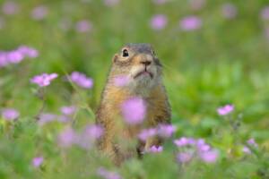 100 краснокнижных сусликов нашли новый дом в Брянской области