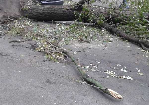В центре Брянска жильцы домов просят убрать упавшее летом дерево