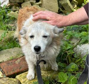 Неуловимая Джесси вернулась домой: брянцы помогли бабушке и ее любимице