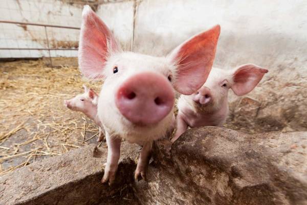 В Брянской области свинокомплексы построит «Мираторг»