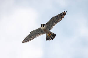 Сапсаны Уралсиба прилетели в Уфу с весной на крыльях