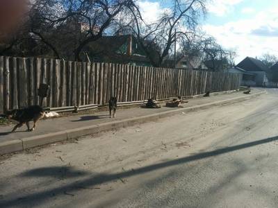 Жителям Брянска стало страшно ходить по улицам из-за собак