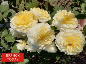 Стало известно, когда в Брянской области закончится тропический зной