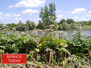 Брянских дачников будут штрафовать за отсутствие прополки