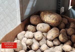 Картофельный парадокс в Брянске: когда урожай есть, а цены не падают