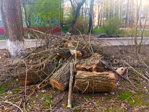 22 дерева сломал ветер в Брянской области