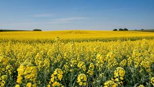 Сорт или гибрид рапса: что лучше для посева