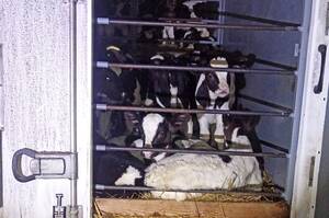 В Брянской области предотвратили незаконную перевозку крупной партии телят