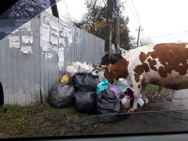 В Брянске коровы пришли на обед к жителям улицы Фрунзе