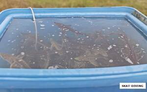 Брянские дайверы скинулись и запустили в Керамзитное озеро мальков осетра