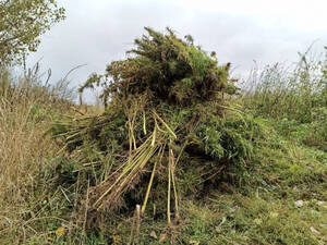 Брянские полицейские во время операции «Мак» нашли коноплю