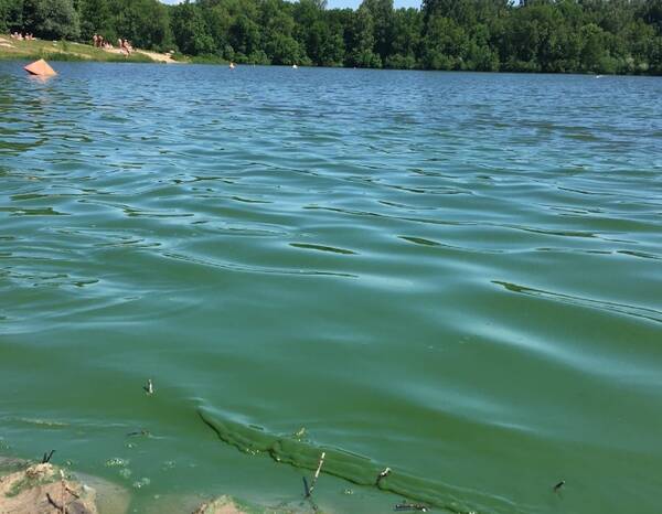 Озеро Мутное в Фокинском районе Брянска зацвело и стало зеленого цвета