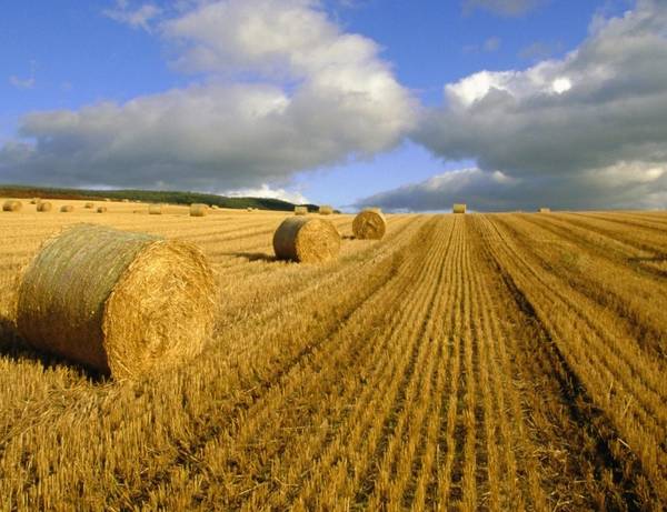 206 тысяч гектаров земли уже введено в сельхозоборот на Брянщине