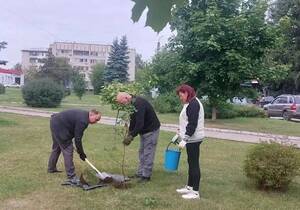 В Брянске в сквере Челюскинцев высадили четыре новых клёна
