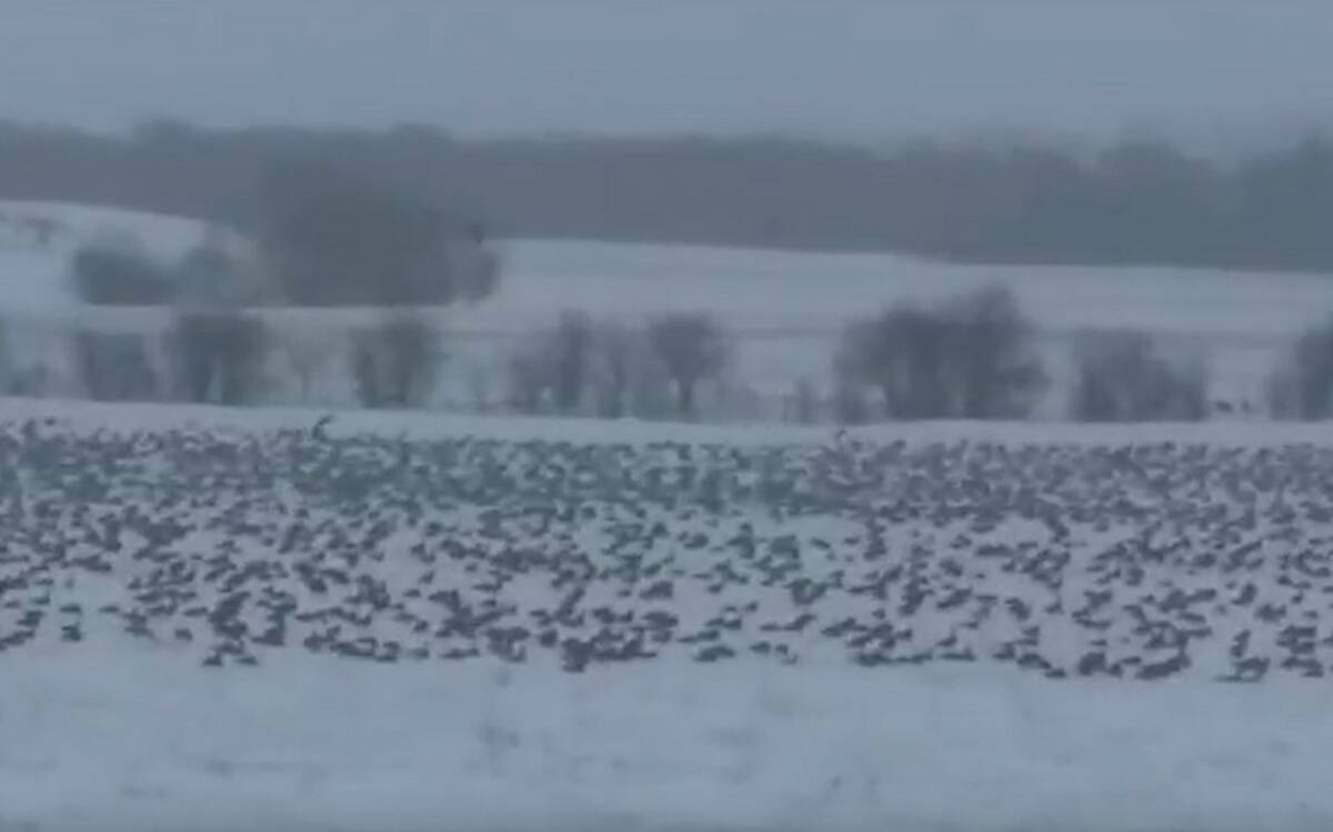 В Брянской области на поле возле Стародуба село огромное число перелетных гусей