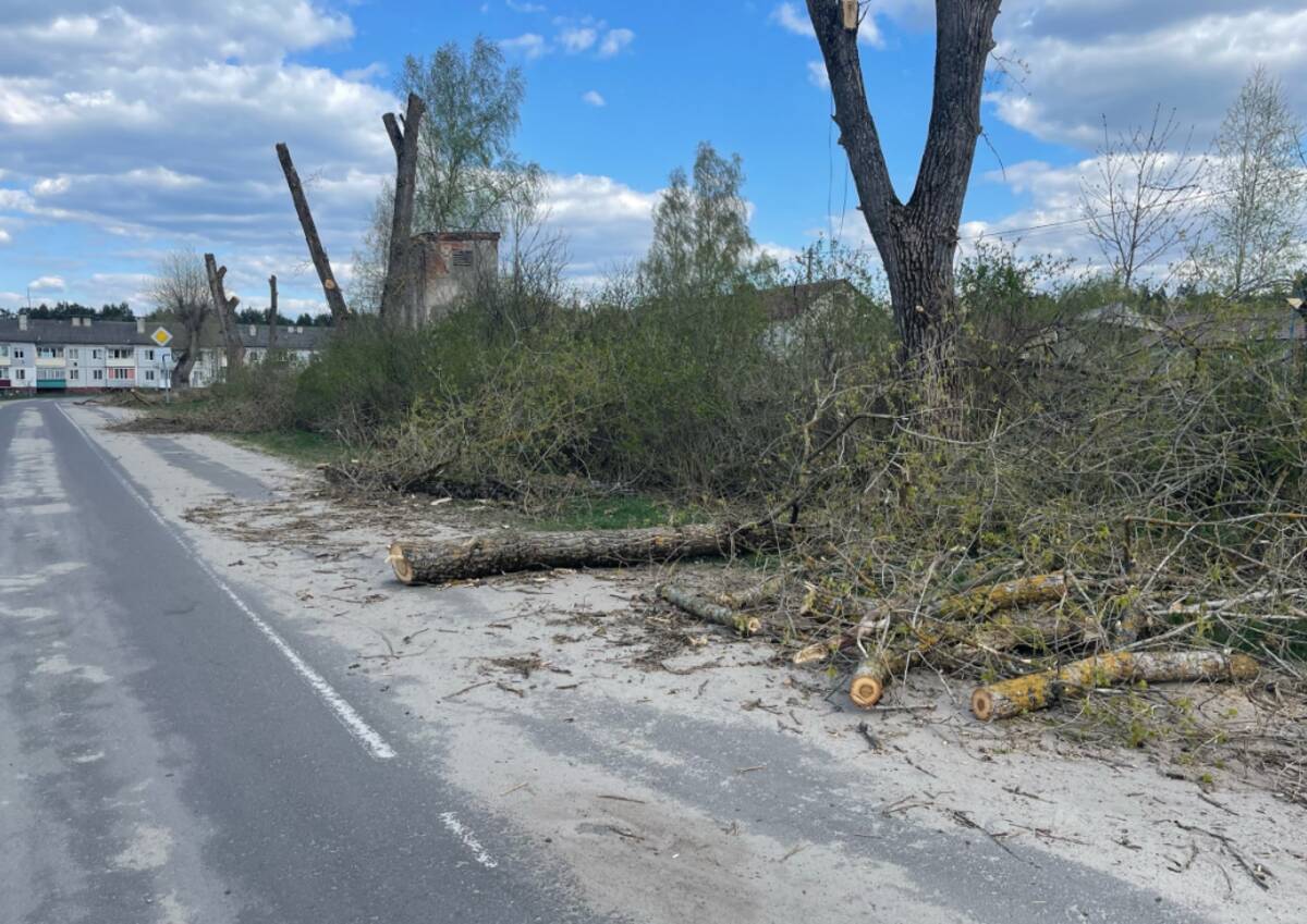 В поселке Бело-Бережский санаторий просят убрать спиленные деревья |  23.04.2023 | Брянск - БезФормата