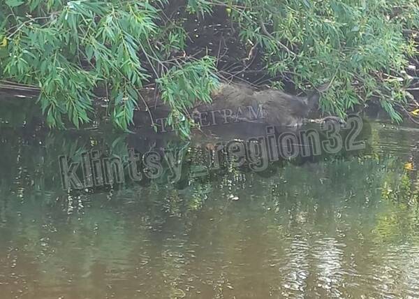 В Клинцовском районе на реке Ипуть жители нашли тушу погибшего дикого кабана