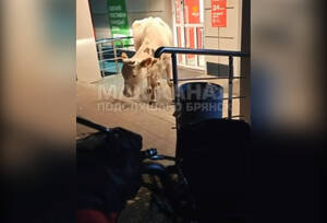 В Брянске корова устроила прогулку к «Пятерочке»