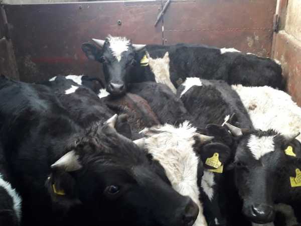 На Брянщину не пустили 20 белорусских бычков-нелегалов