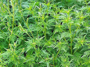 Очаги амброзии полыннолистной обнаружили в Брянске