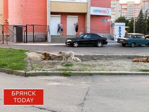 В Клинцах 18-летней девушке за укус собаки заплатят 50 тыс. рублей