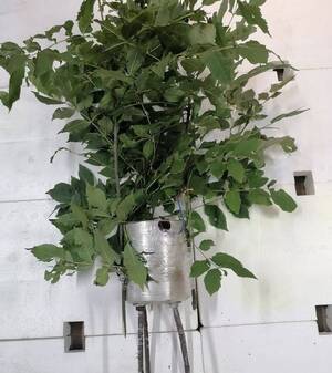 Жителей Брянской области пугают взрывоопасными «кустами»