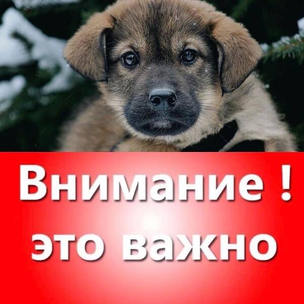 В Карачеве владелица приюта для животных просит о помощи