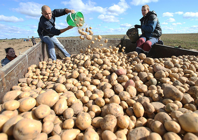 Стародубский район бьёт рекорды по урожайности картофеля