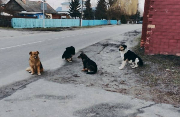 В центре поселка Локоть заметили стаю агрессивных собак
