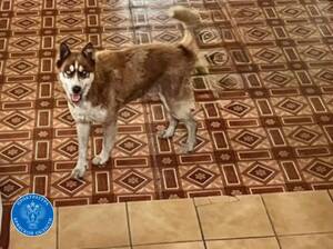 В Дятьково собака покусала ребенка: владелец выплатит 30 тысяч рублей