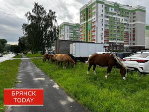 Брянская Володарка столкнулась с нашествием лошадей