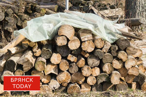 Крупномеры деревьев: как выбрать и на что обратить внимание